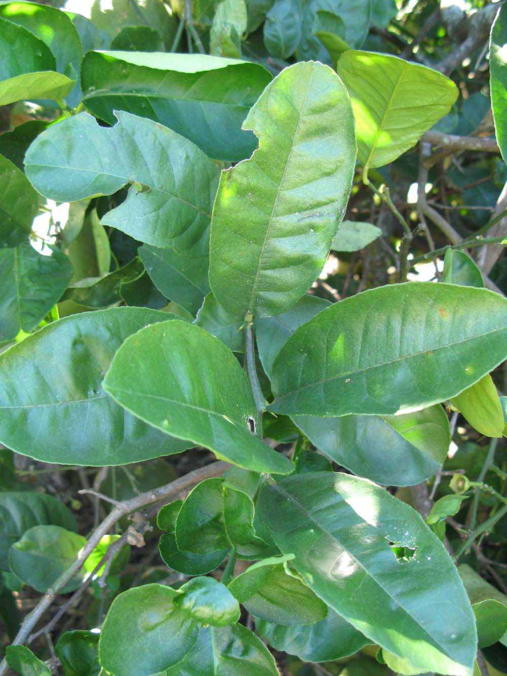              Shade leaves (Winter Haven, FL)       